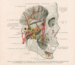 Lehrbuch der topographischen