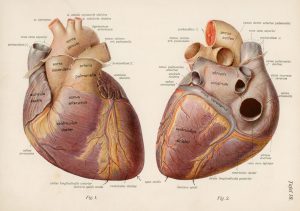 Sobotta.Atlas.deskriptiven.Anatomia
