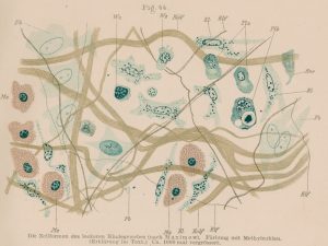 Szymonowicz.Histologie.1915
